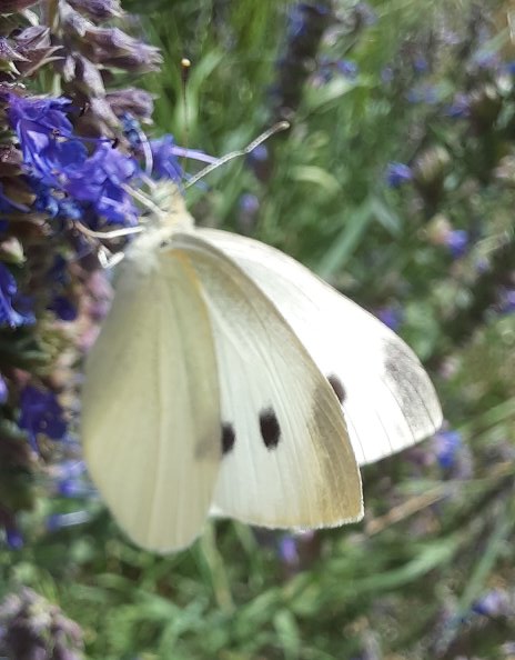 Kleiner Kohlweißling
