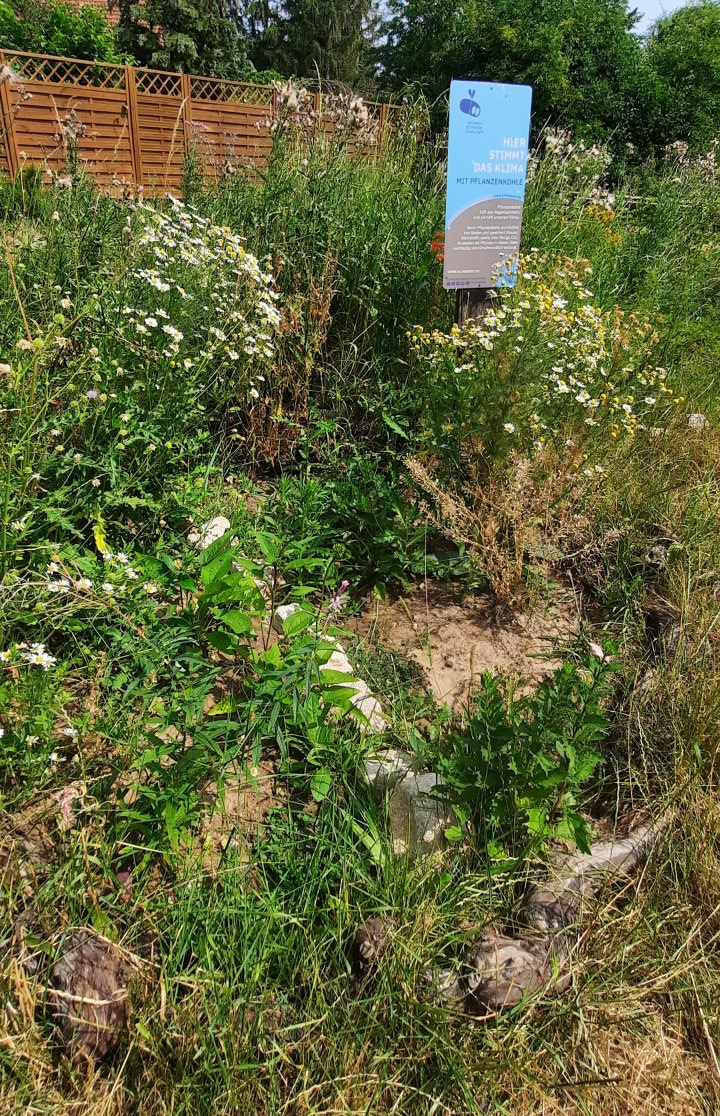 Das Klimabeet... Momentan sieht man noch nicht den erhofften Nutzen (weniger Wasser nötig) Jedoch braucht das Beet etwas Zeit. Im ersten Jahr nimmt die Pflanzenkohle jede Menge Nährstoffe und Wasser auf, bindet diese. In diesem Jahr steigt jedoch das Bodenleben. Wir haben im Frühling etwas feststellen können: Die Wurzeln der Ackerkratzdistel ließen sich fast komplett heraus ziehen. Und es tauchten jede Menge Regenwürmer auf. Wir warten daher ab und beobachten weiterhin die Entwicklung, dokumentieren sie und geben sie auch weiter an das "Netzwerk Blühende Landschaften", bei dem die Ergebnisse zusammenlaufen.