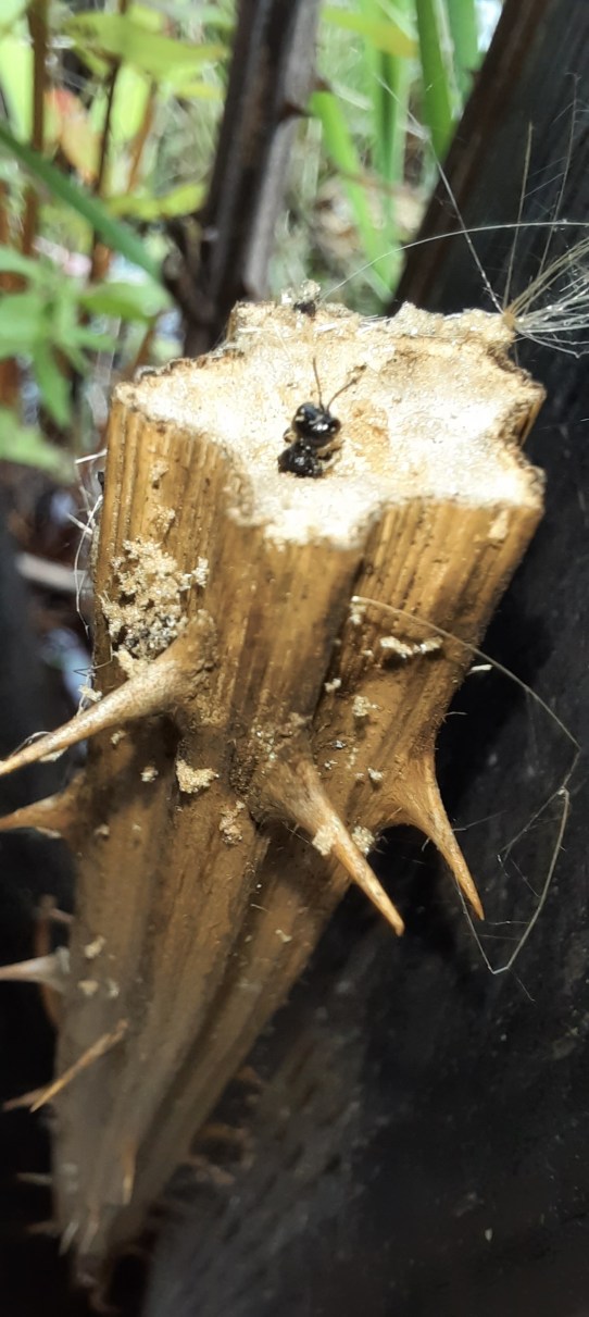 Pemphredon, Grabwespe, in markhaltigem