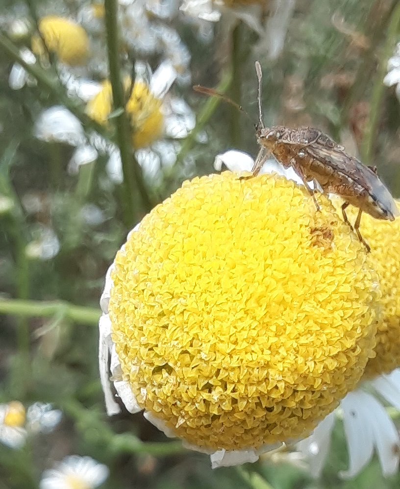 Punktierte Porenwanze