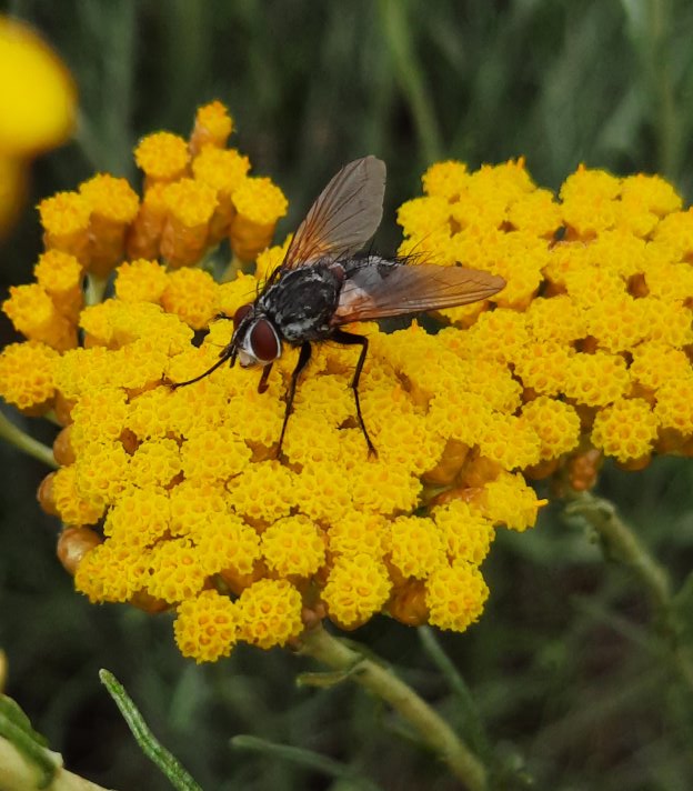 Raupenfliege unbestimmt