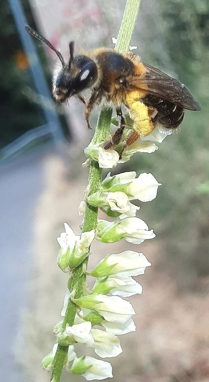 Rotbeinige Körbchensandbiene