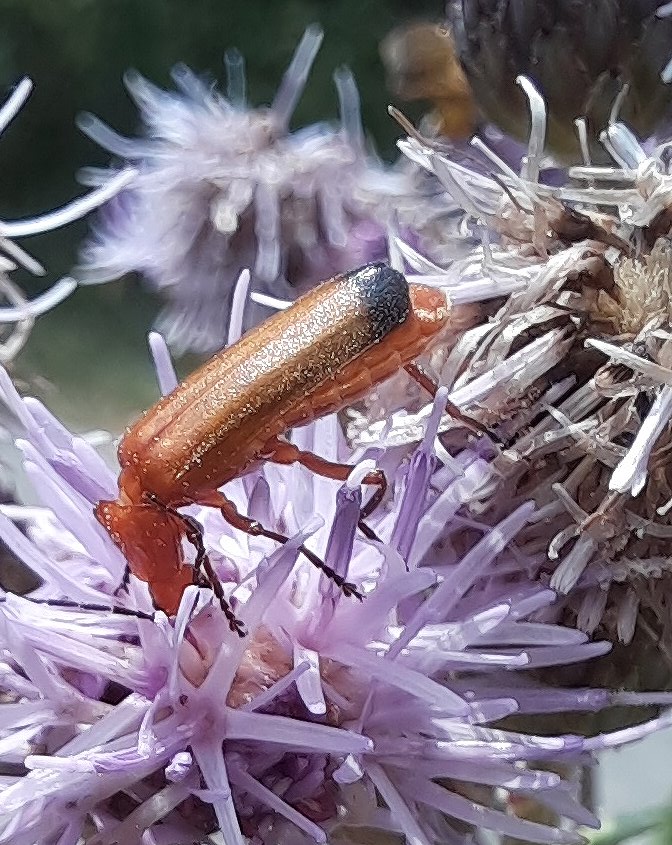 Ein Roter Weichkäfer