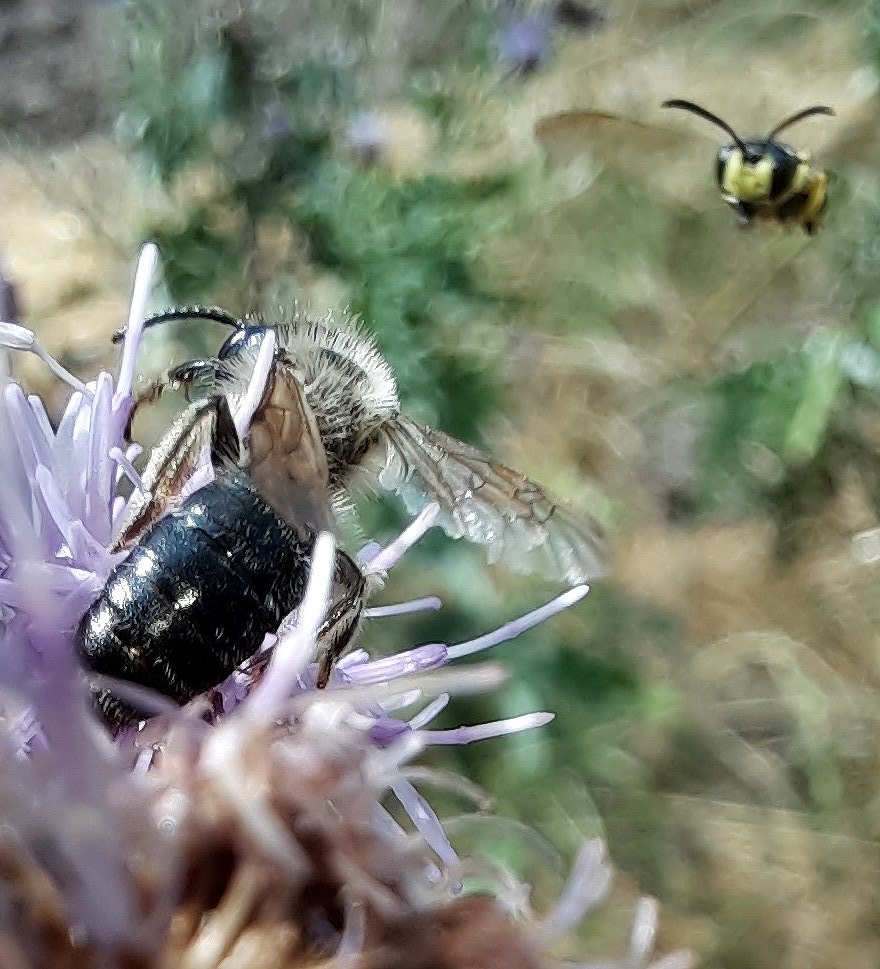 Sandbiene und Knotige Wespenbiene im Anflug