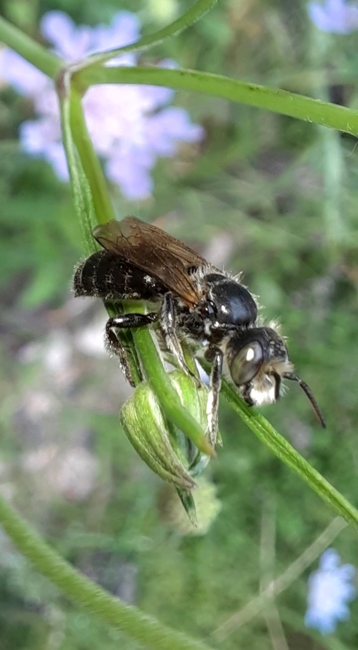Schwarzspornige Stängelbiene