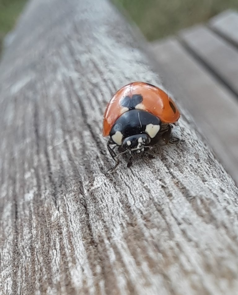 Siebenpunkt-Marienkäfer