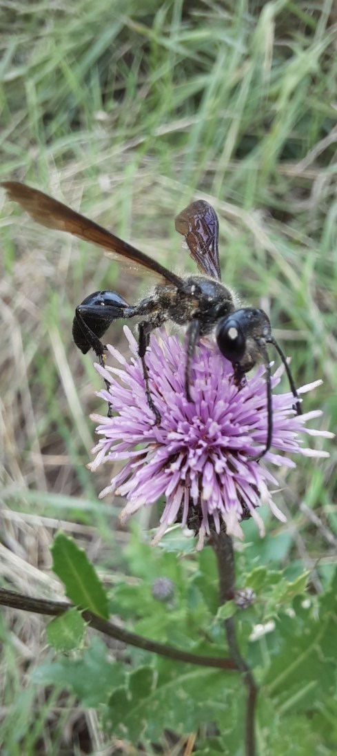 Stahlblauer Grillenjäger