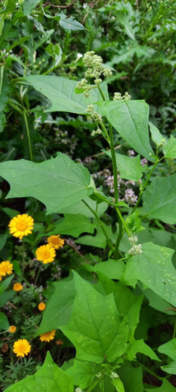 Stechapfelblättriger Gänsefuß
