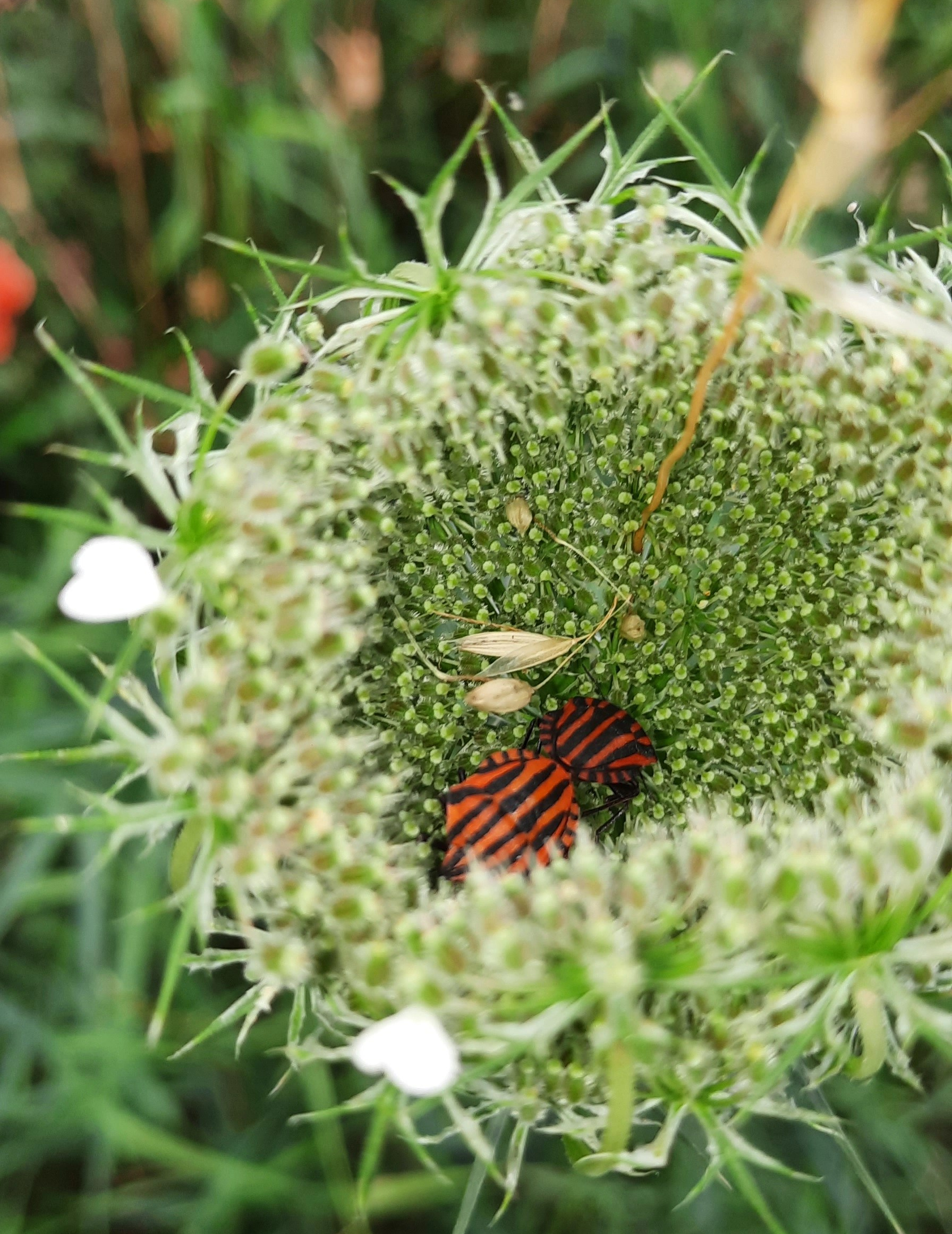 Streifenwanzen in Wilder Möhre