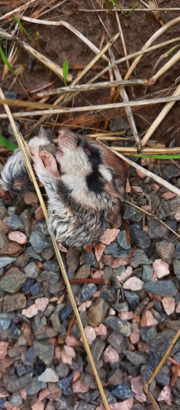Toter Gartenschläfer
