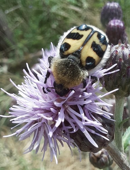 Trichius gallicus, Glattschieniger Pinselkäfer