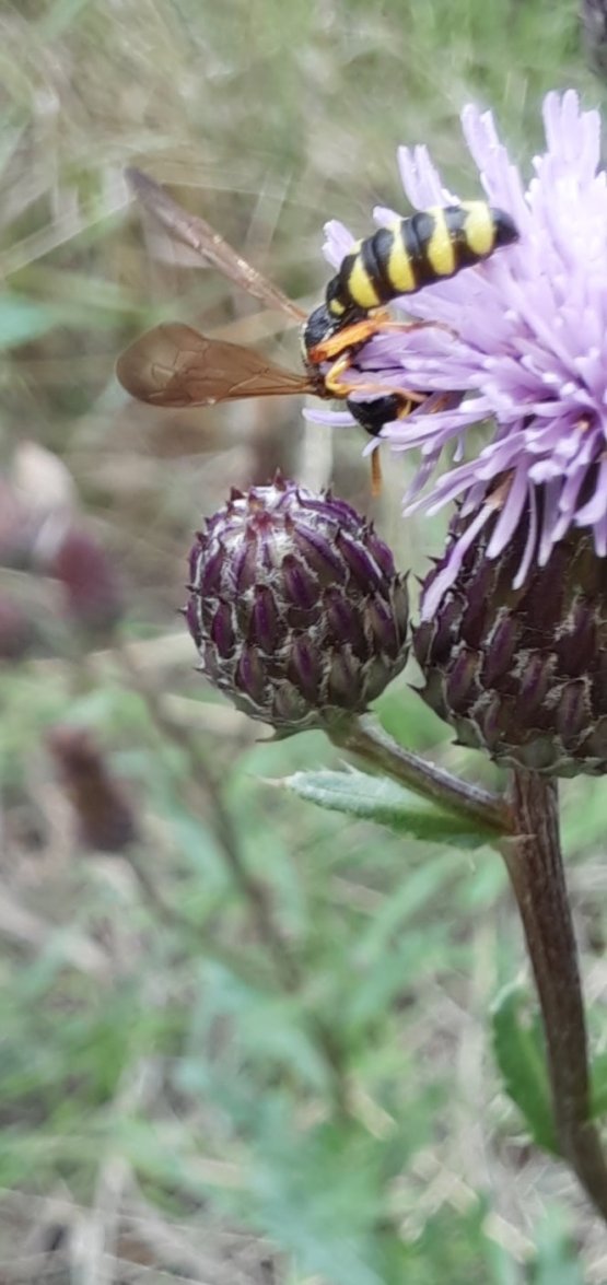 Wahrscheinlich Sandknotenwespe