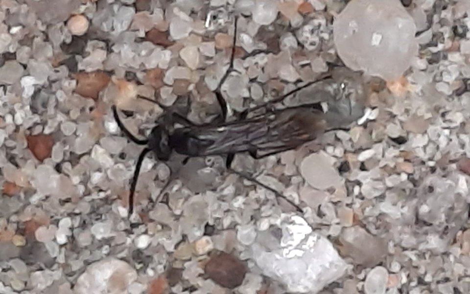 Wegwespe, unbestimmt