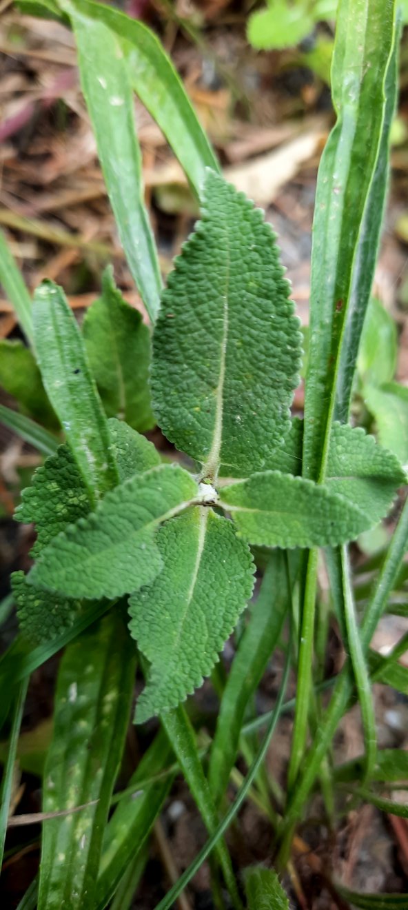 Wild gewachsener Salbei