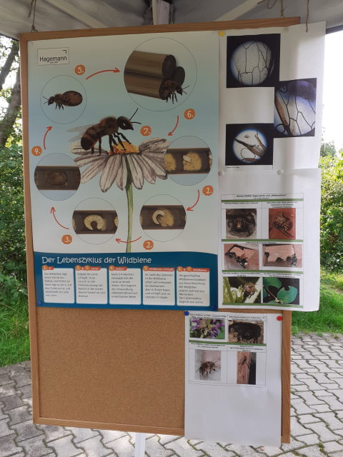 Infoposter zum Lebenszyklus der Wildbienen