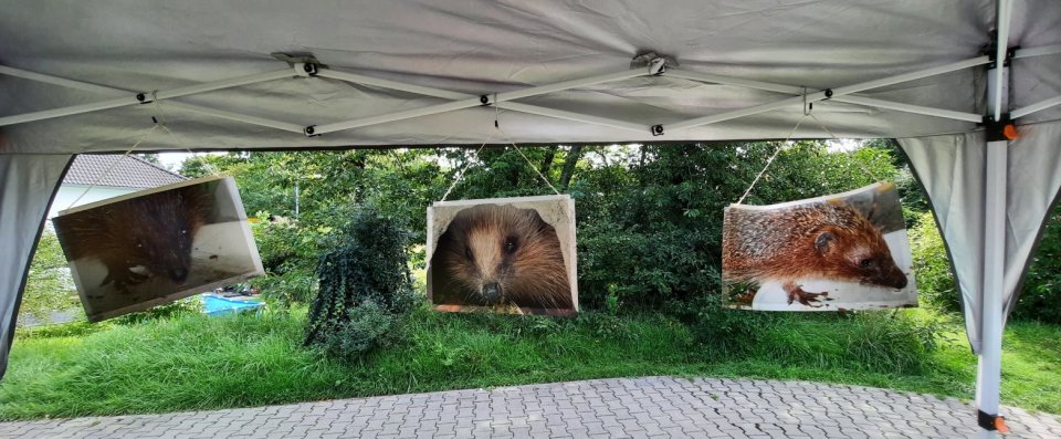 Igel ganz nah - Fotos