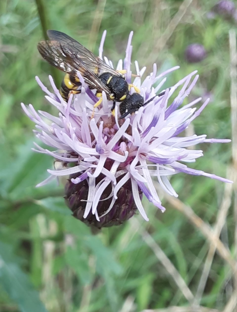 Eine Bienenjagende Knotenwespe