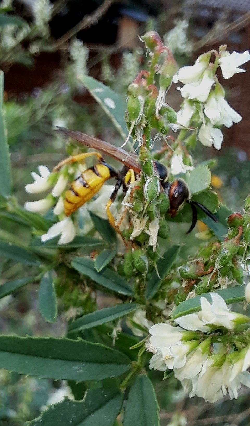 Dann fängt sie Bienen, lähmt sie mit einem Gift, legt Eier auf sie ab. Und daraus entwickelt sich ihr Nachwuchs.