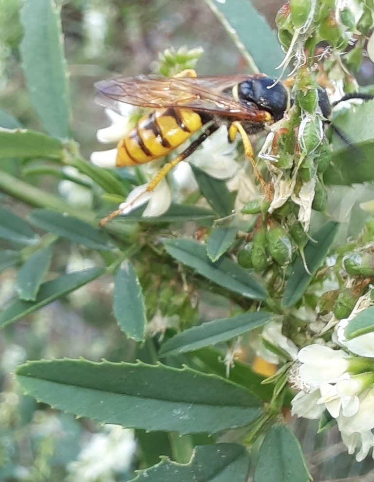 ...der Bienenwolf, eine Grabwespe, die bis zu 60 cm tiefe Gänge in den Sand gräbt