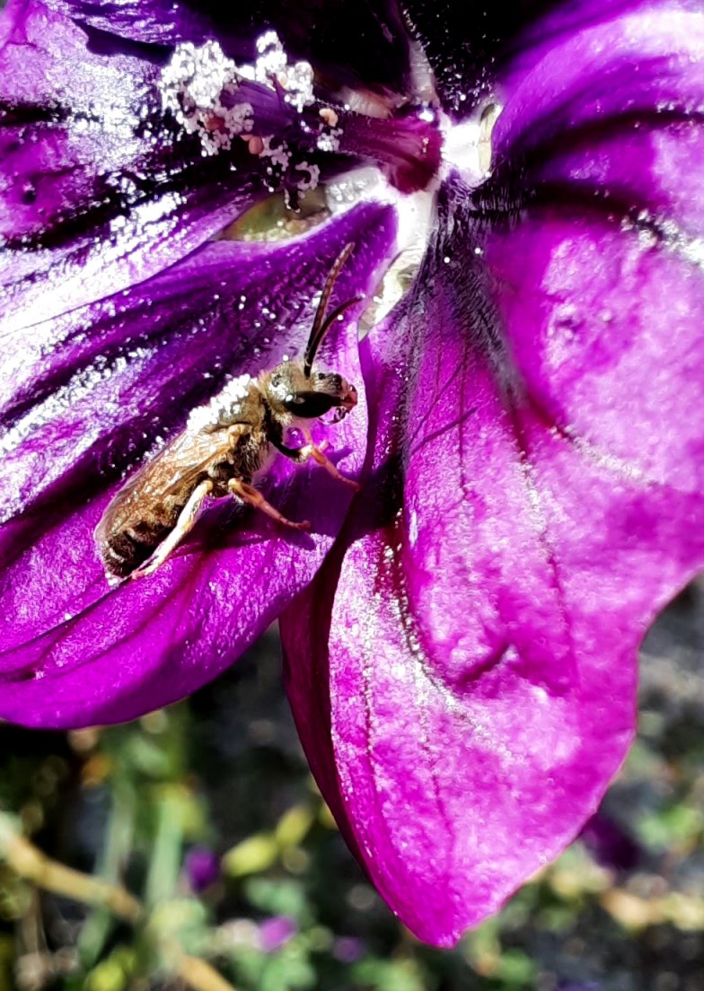 Furchenbiene an Malvenblüte