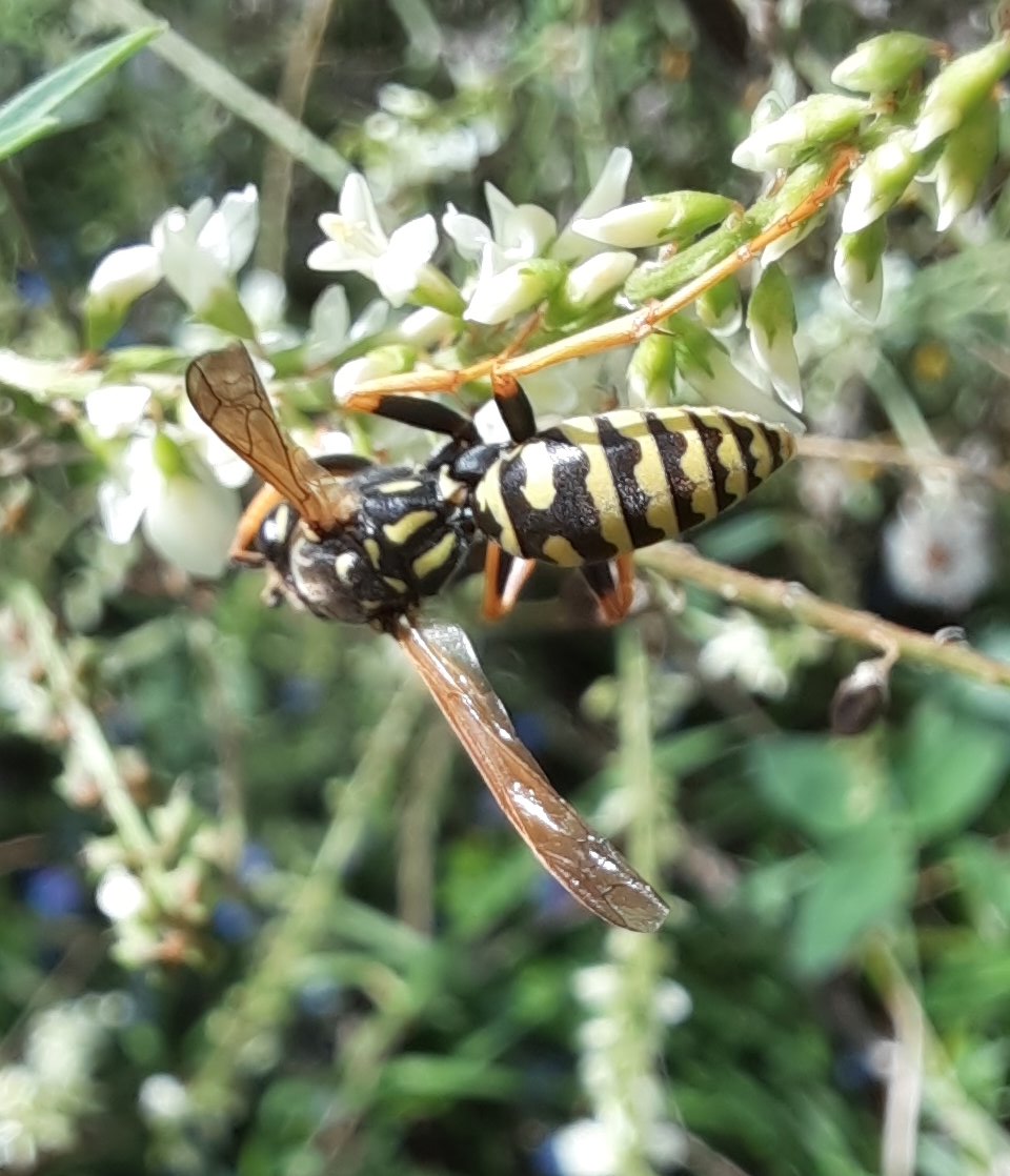 Eine Gallische Felswespe am Weißen Steinklee