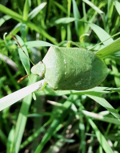 Die Grüne Reiswanze