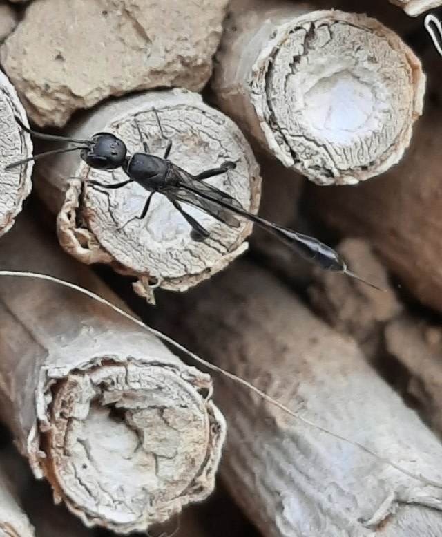 Eine nicht näher bestimmbare Schmalbauchwespe