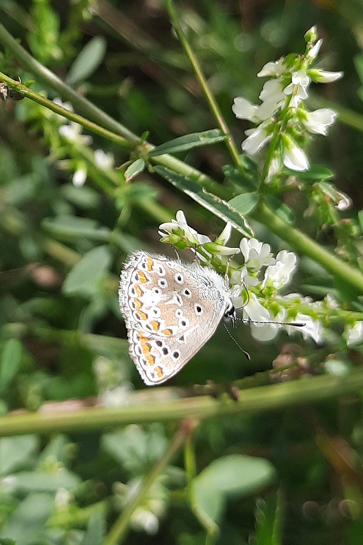Ein alter Bekannter: Der Kleine Sonnenröschen-Bläuling