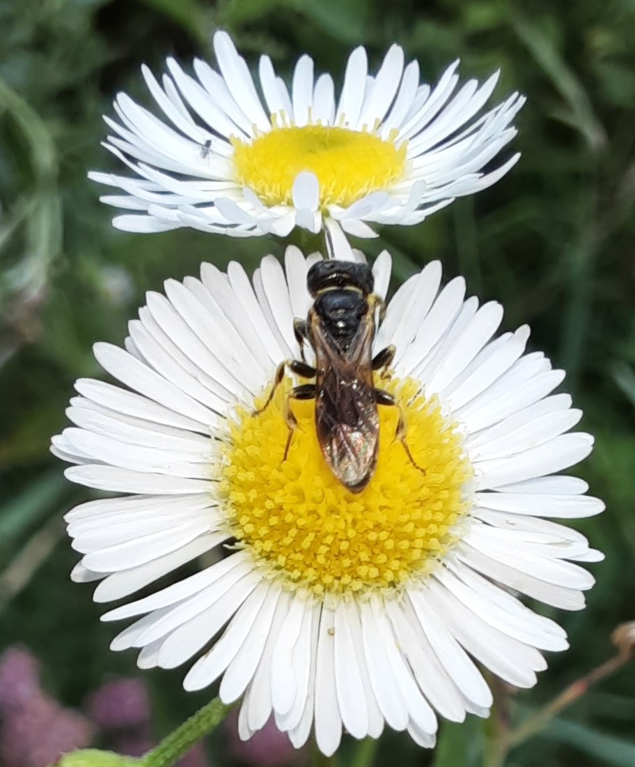 Dann gings ans Zählen. Wir entdeckten, neben dem bereits erwähnten Bienenwolf, eine zweite Grabwespenart: Lindenius albilaris.