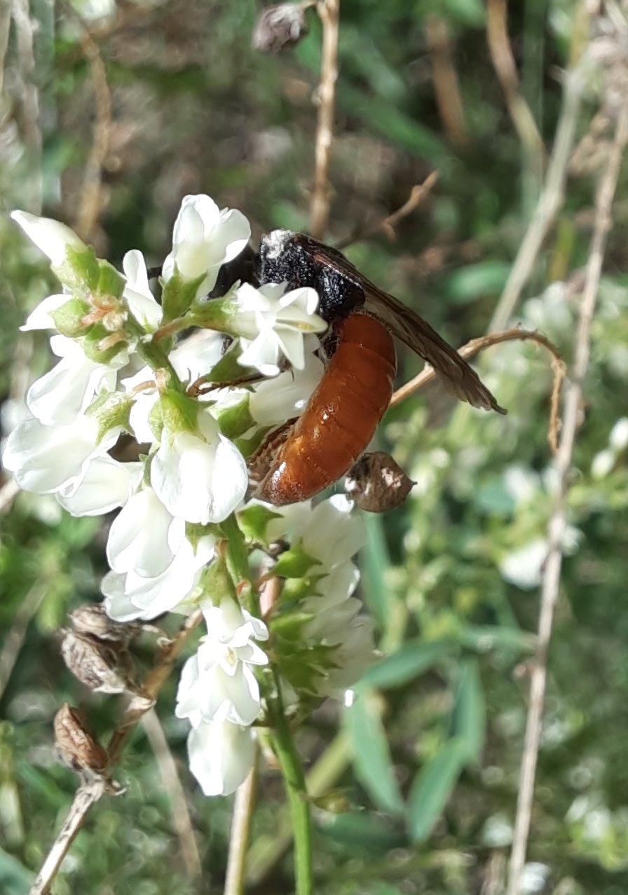 Die Riesen-Blutbiene