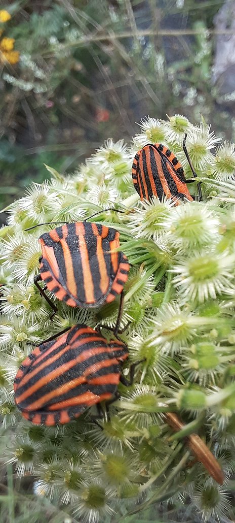 Und ganz viele Streifen-Wanzen