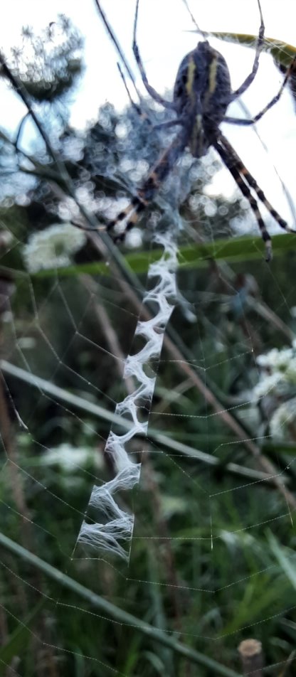 Wespenspinne mit typischem Netz