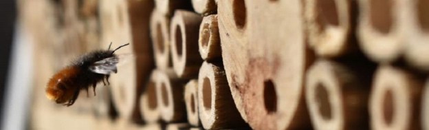 Wildbienennisthilfe mit anfliegender Wildbiene