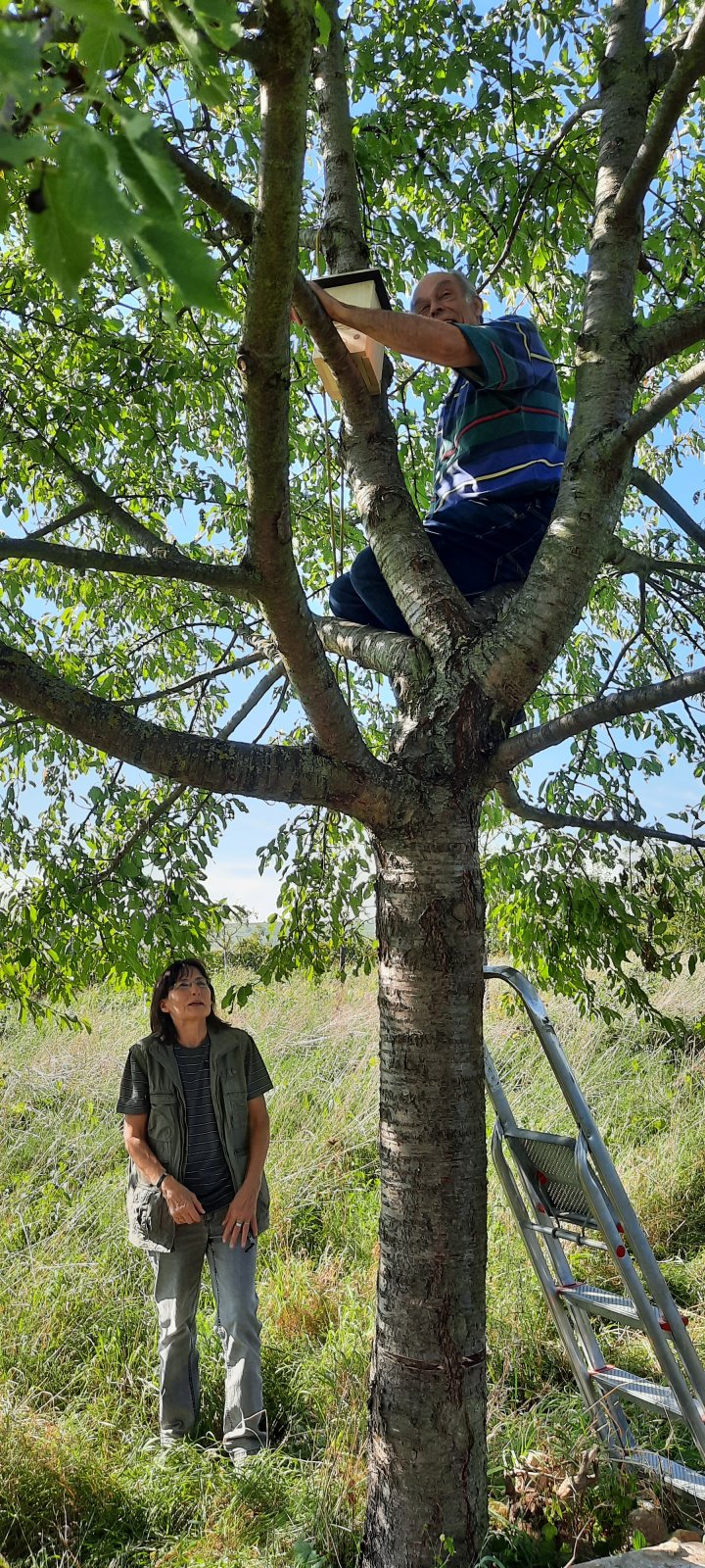 Beim Aufhängen des Gartenschläfer-Nistkastens