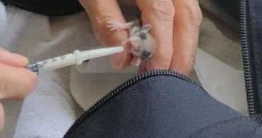 Junger Gartenschläfer beim Füttern