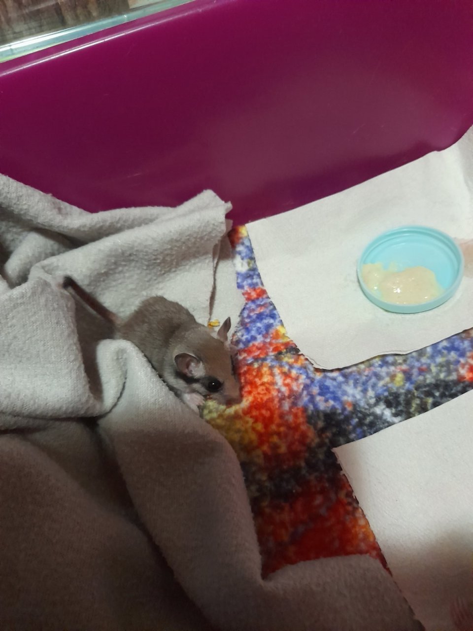 Junger Gartenschläfer