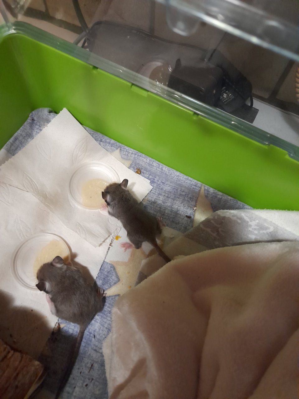 Junge Gartenschläfer beim Fressen