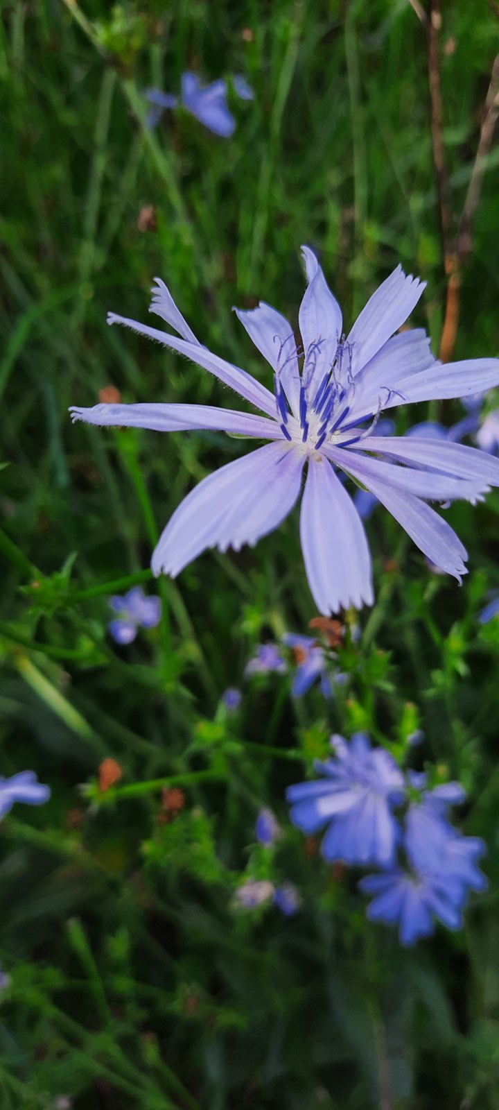 Gewöhnliche Wegwarte