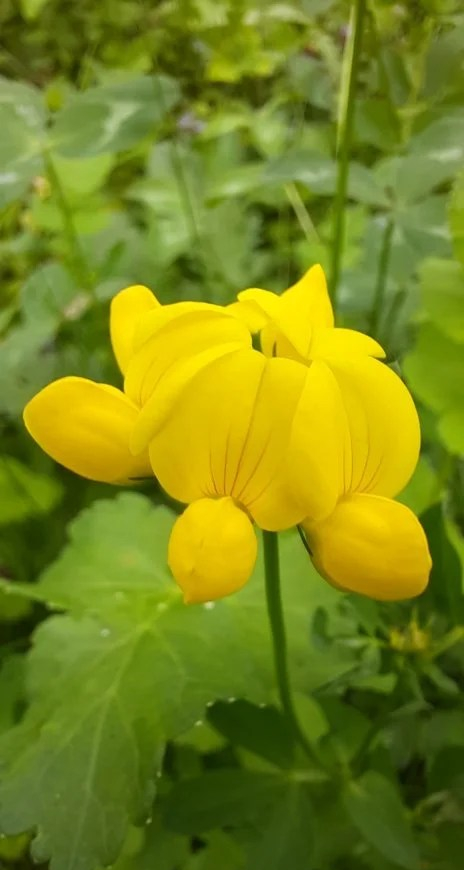 Gewöhnlicher Hornklee