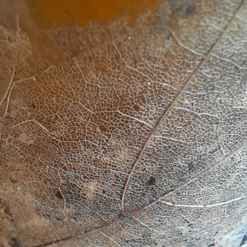 Blatt in der Zersetzung