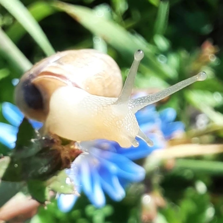 Schnecke auf Wegwarte