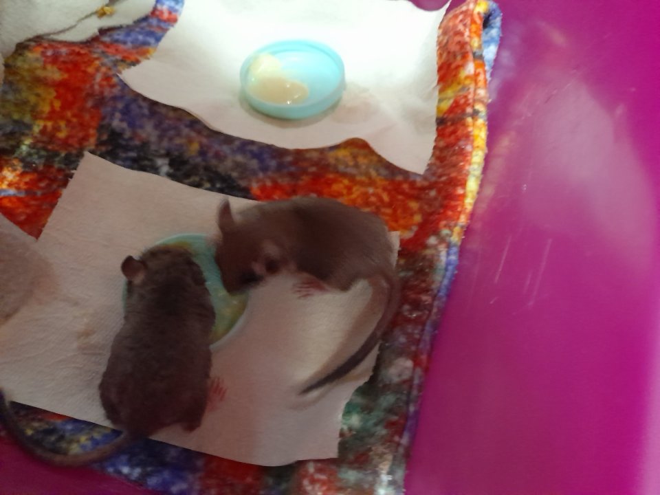 Junge Gartenschläfer beim Fressen