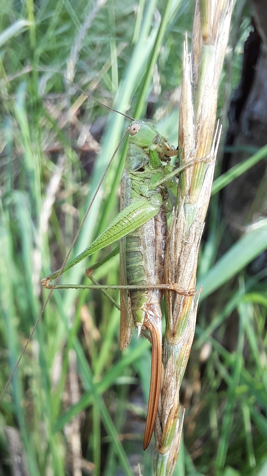 Langflügelige Säbelschrecke