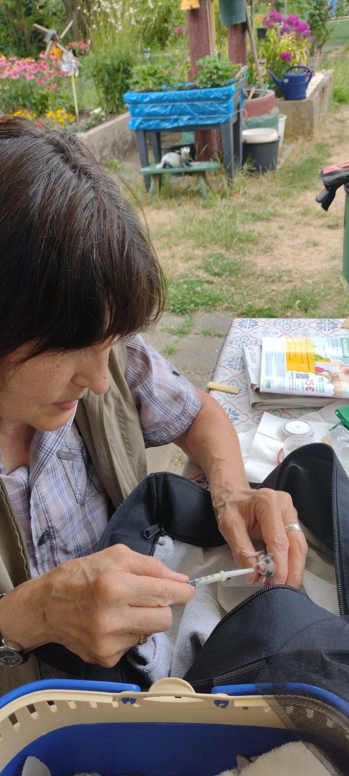 Junger Gartenschläfer beim Füttern