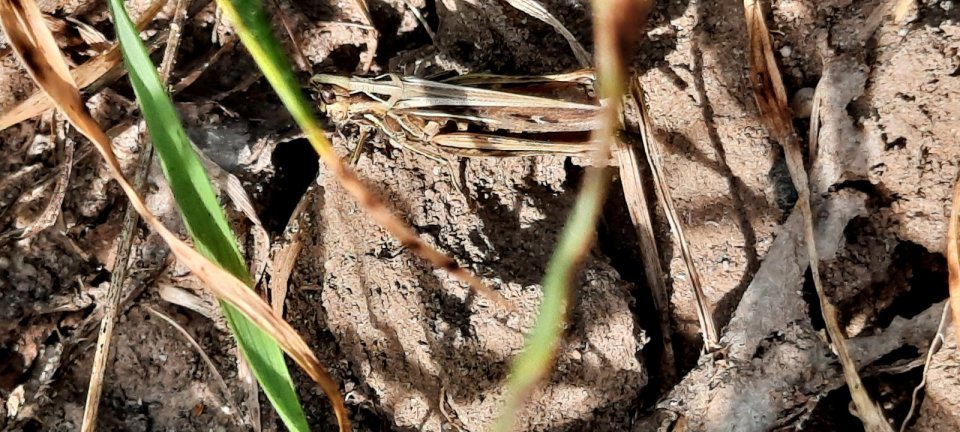Gehört zur Gruppe der Nachtigall-Grashüpfer