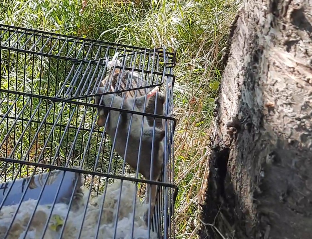 Gartenschläfer im Käfig