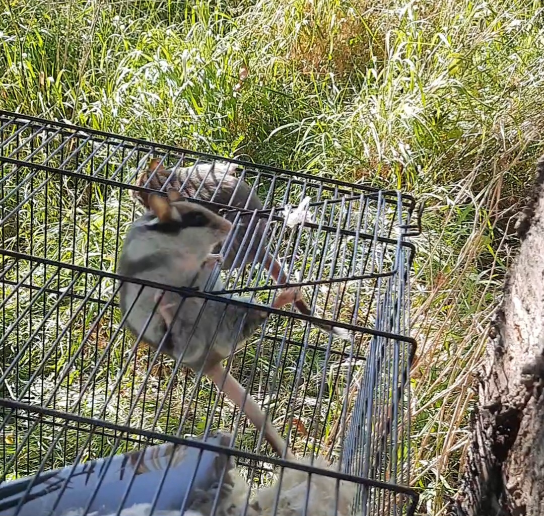 Gartenschläfer springt aus Käfig