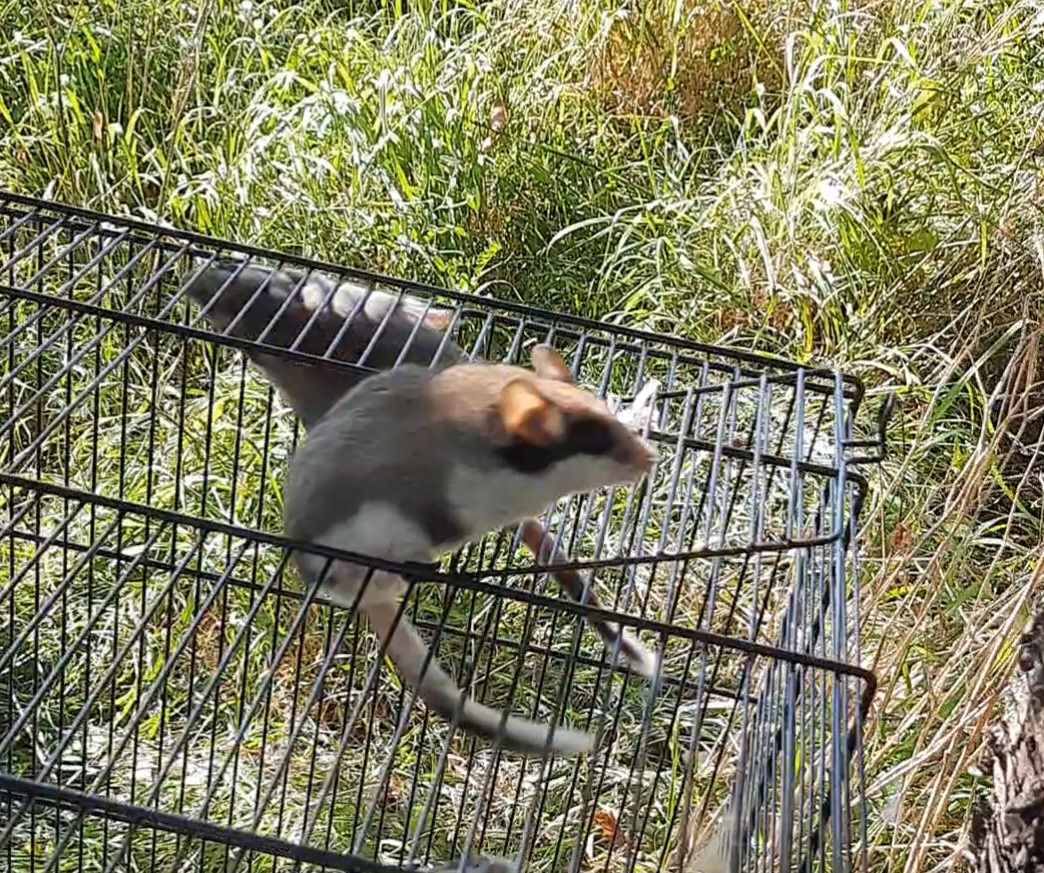 Gartenschläfer springt aus Käfig