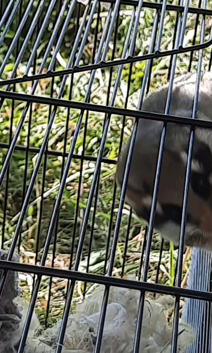 Gartenschläfer im Käfig