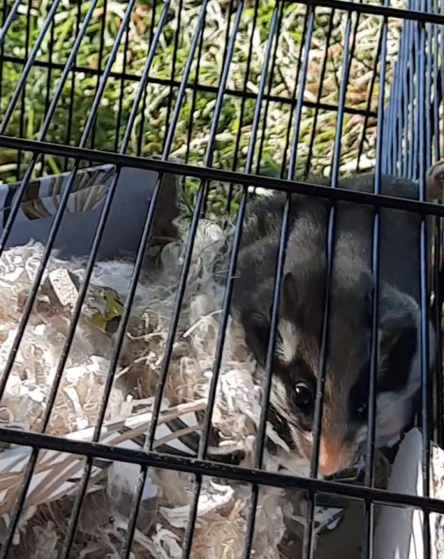 Gartenschläfer im Käfig